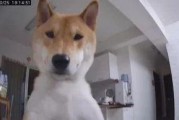 娱乐吃瓜酱监控小狗,小狗日常萌态大曝光！